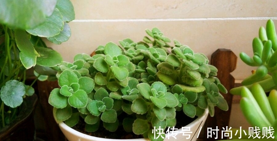 六种花是有名的“生活小帮手”，建议养一盆，以备不时之需