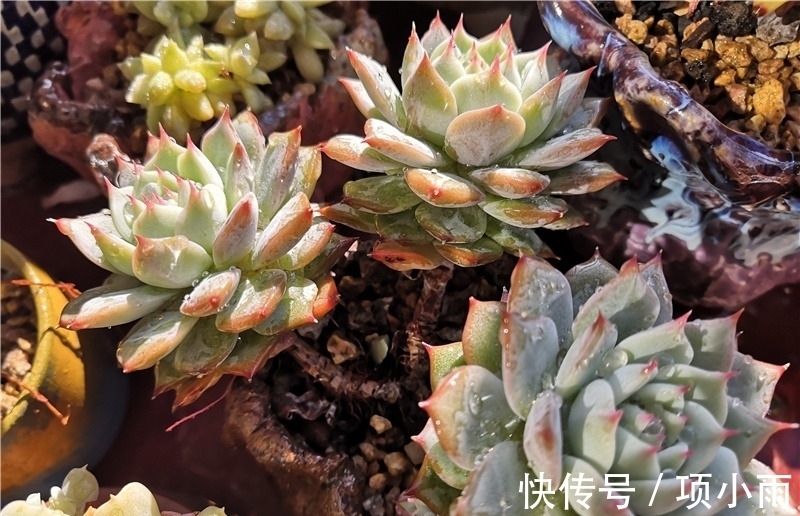 天下养肉人都一样贪