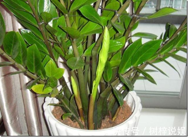 金钱树用“它”养，一月来2勺，小芽小根长不停，金钱叶一串串！