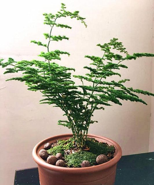 掉叶发黄快枯死的文竹怎么急救给它喝点酸奶,一个月爆盆绿油油