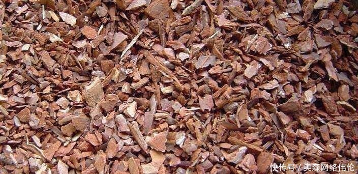 兰花盆土加点“万能肥料”,用对方法,可能真的10年不需要施肥