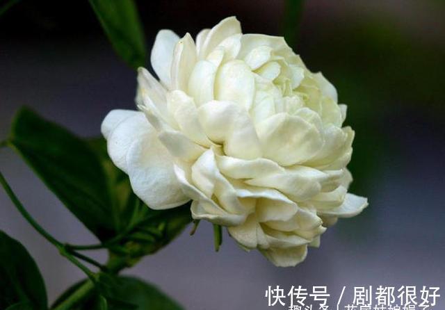 虎头茉莉虽然养殖难度大,但做好这几点,也能轮番开花赛牡丹