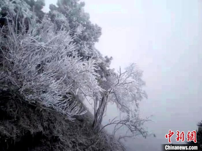 寒潮|湖北武当山现雾凇景观