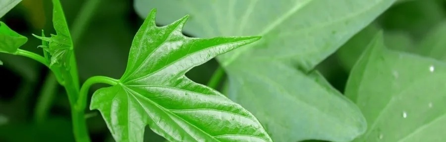 养生厨房|别吃红薯了，它才是“长寿菜”！润肠通便，百岁老人吃了几十年