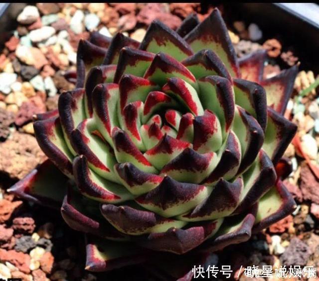 这种多肉,越浇水越丑,不浇水反而胖成球