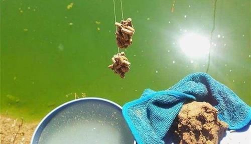 饲料|野钓用饵狠招数：颗粒饲料的多种用法，通杀鲫草鲤！