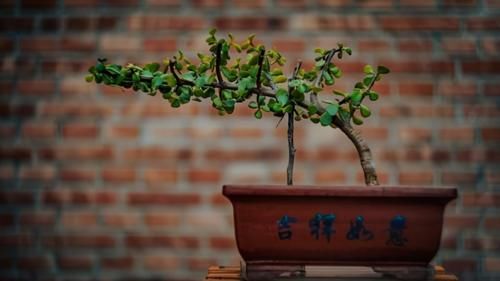 嫁接是盆景造型中的一种方法，玩盆景，就要学会这几种嫁接方法