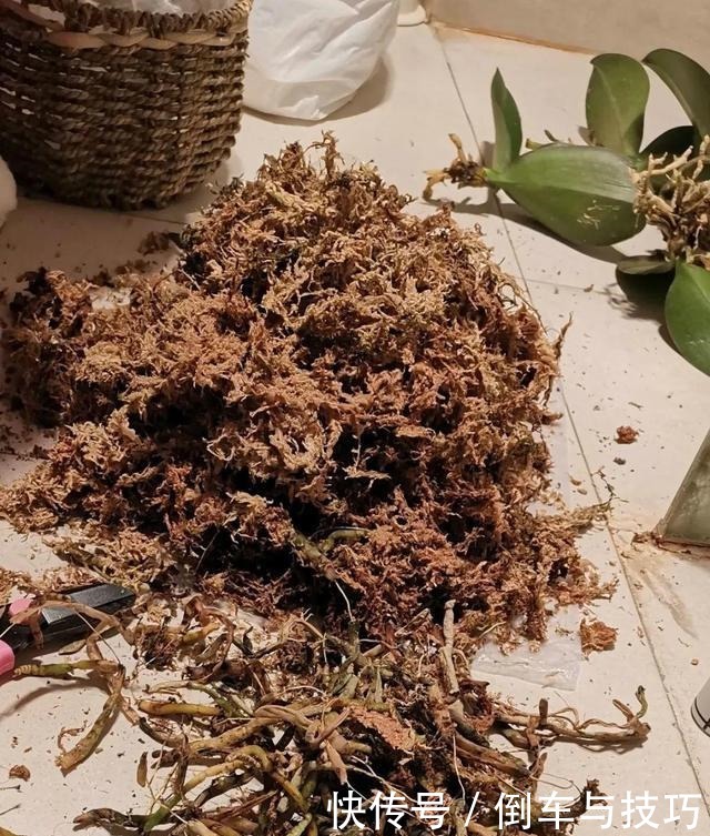 8种花,开完花别急着丢,剪一刀还能继续开!