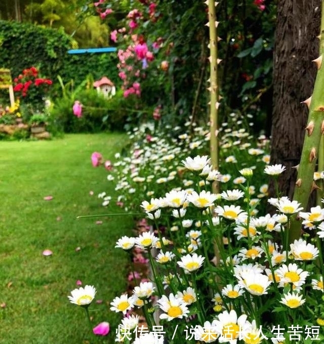 长春花|六月逛花市,看到几种便宜花,喜欢的可以入手,超级爱开花