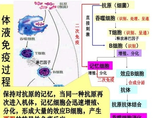 肿瘤|为什么有些人不易得癌肿瘤科主任他们可能有六个特点