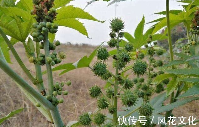 植物|乡村随处可见的一种植物，却是一味名贵中草药，如今被广泛推广