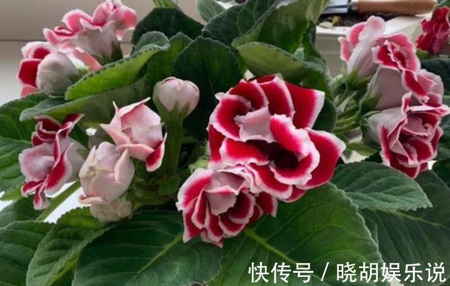 家养此款花卉,开花勤爱爆盆,花开美观又大气,花色艳丽灿烂无双