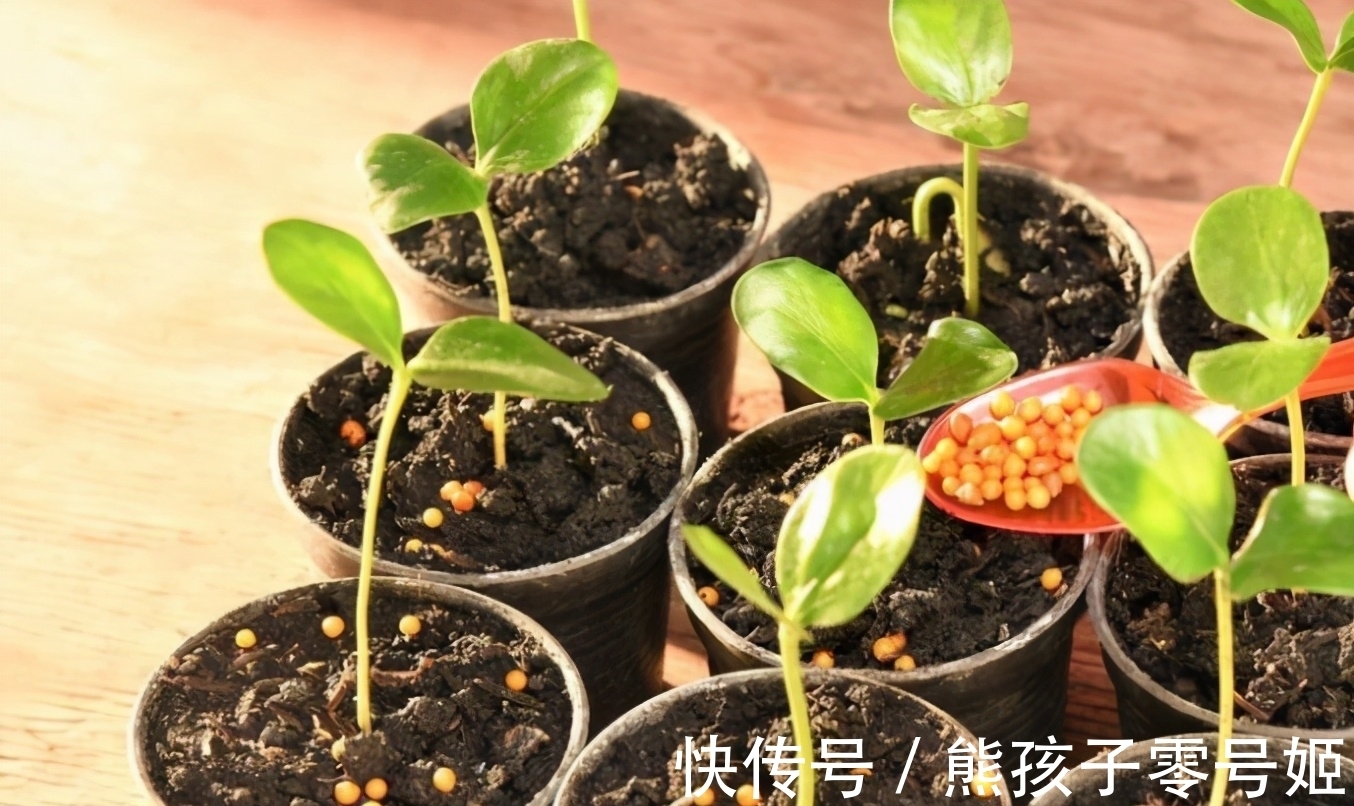 花生粒|养花得掌握施肥诀窍，知道怎么用好颗粒肥、花生肥