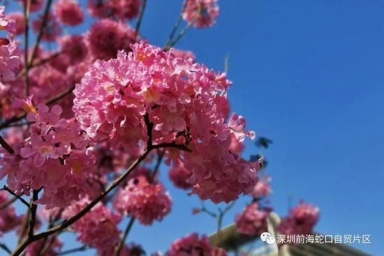 春色美如画！快来前海花海打卡吧|深晚报道 |春色美如画！快来前海花海打卡吧\＂,\＂i11\＂:\＂深晚报道