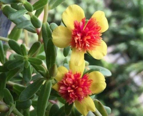 要素|夏天养花，“3点”要素不可忽略，不然“非死即伤”，值得了解下