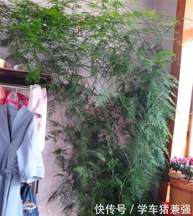 在北方,1盆文竹养8年“不修剪”是什么体验直接绕成“盘丝洞”!