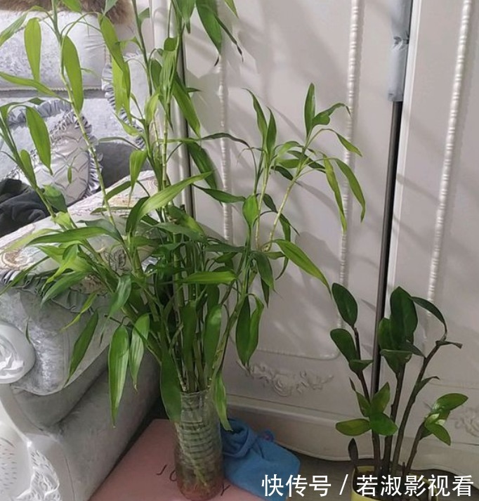 和富贵竹一样好养的观音竹，更值得养，打理简单，寓意好