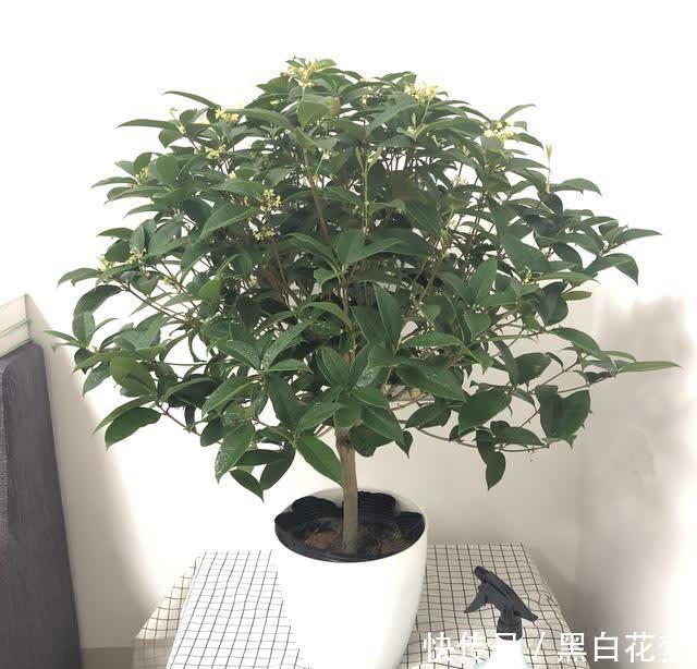 想要养好花，一把“剪刀”少不了，5种花剪的越狠，花开越爆