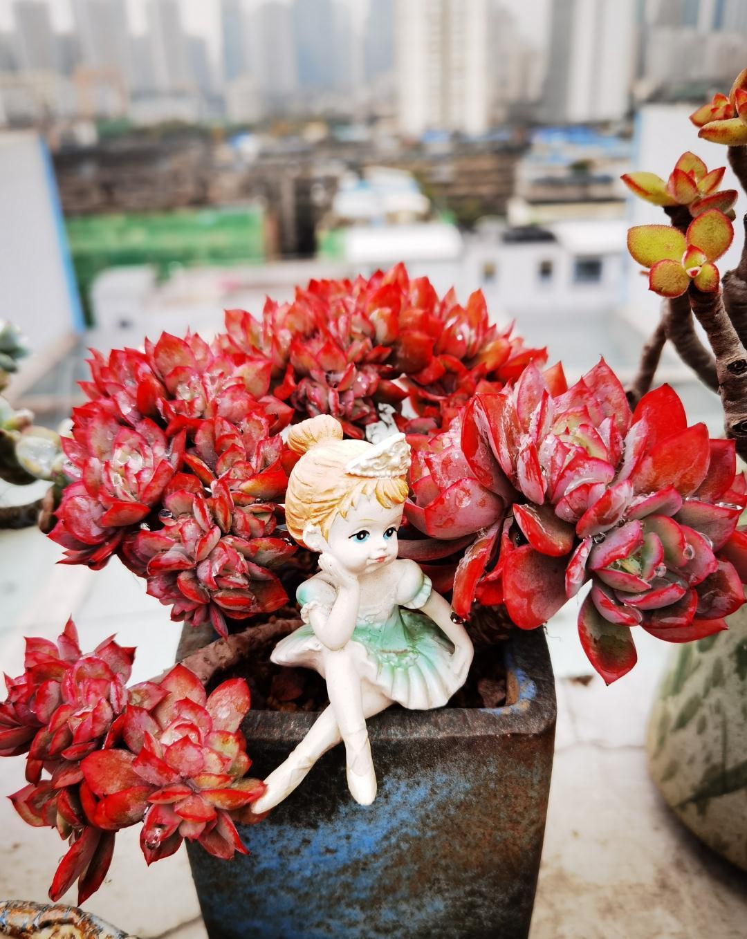 这“三多肉”是缀化小能手,无需掐剪,就能“密密麻麻”蹿满芽