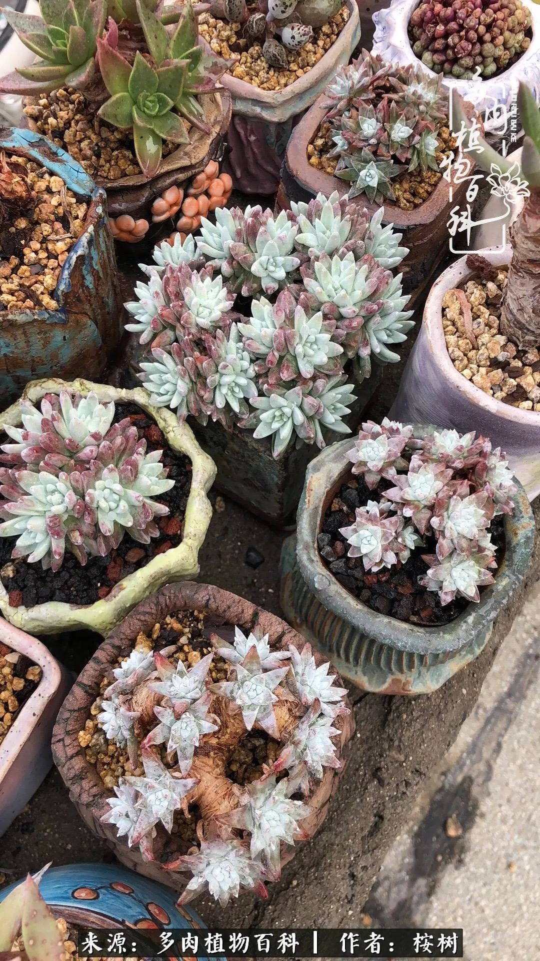 多肉度夏经验谈四季皆露养,兢兢业业养肉三年半!