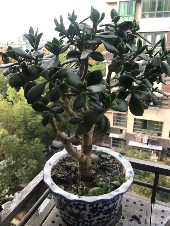 6种花,夏天一定要管住手,水一多就浇死,很多人不知道