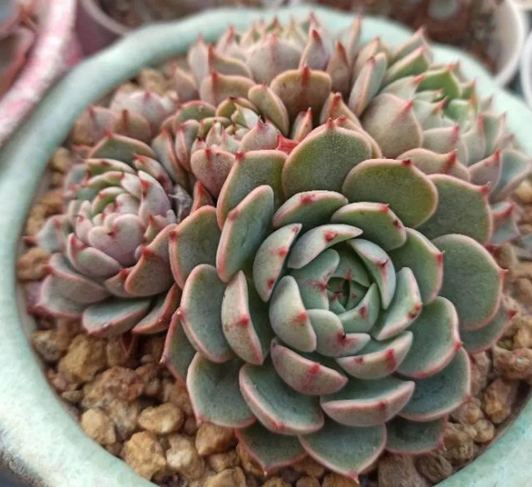 梦露|多肉中的“混血宝宝”，你家有吗？