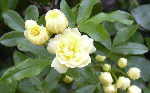 种花|4种花一养就上瘾，种植简单花期超长，开出一片花海