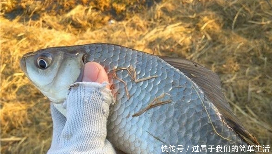 天气冷,开出的饵料总不好?牢记这“三步”,一根竿都钓不过来