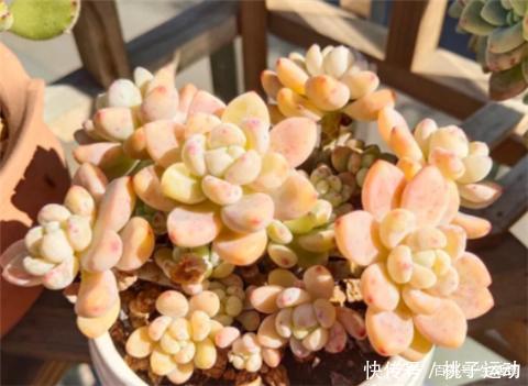 虹之玉锦|“超皮实”的3种多肉,冬天不怕冷,“冻一冻”,颜色更鲜嫩