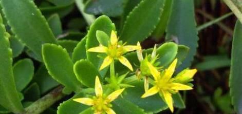 春季养生|春季养生注意饮食，推荐3种食物，排毒清肠，刮油消脂，好处多多