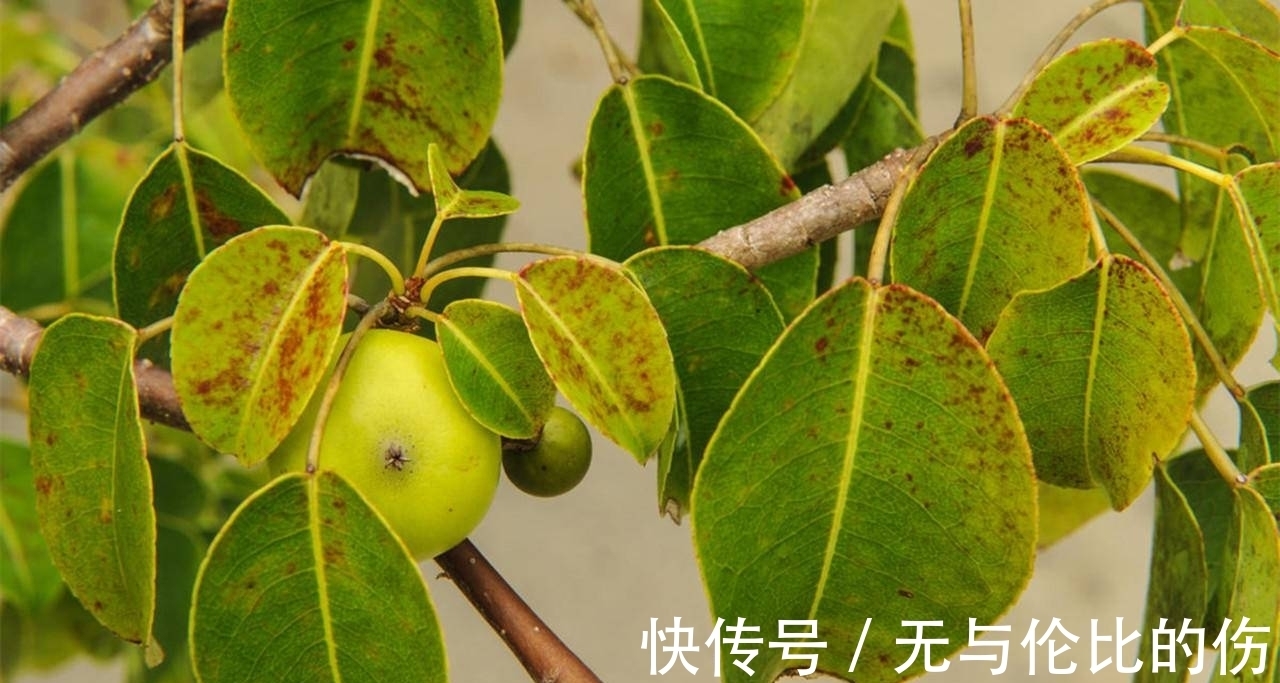 桉树|毒番石榴树有多毒,摸都摸不得,在树下躲雨都能中毒