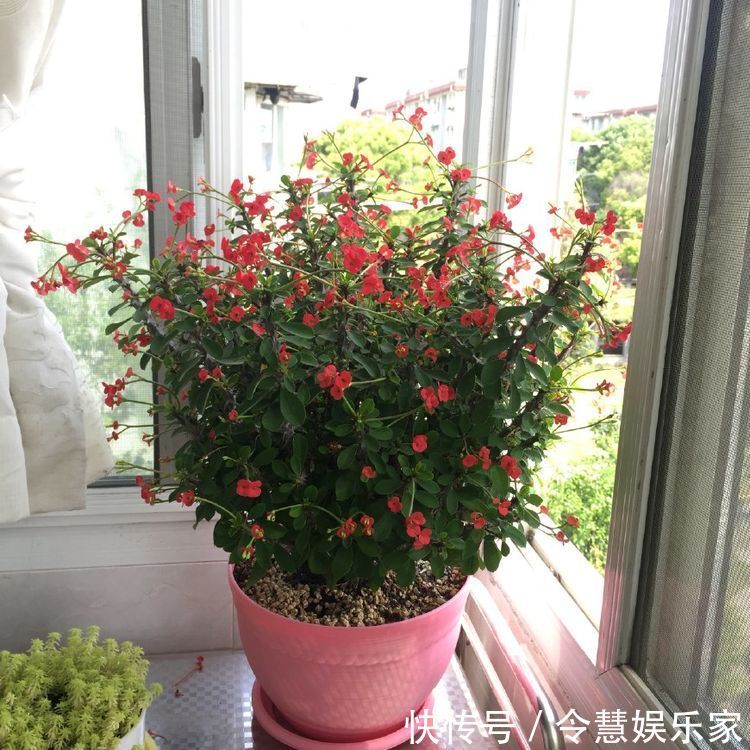 菊花|喜欢菊花,不如养株“优良玫瑰”香云,似香云腼腆,花开艳丽!