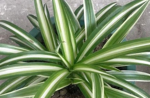 黄豆|养吊兰有“诀窍”，浇上这2种“大补肥”，迅速爆盆，叶片大又宽