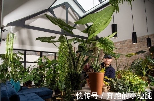 叶子|真土豪!英国小伙家里养珍奇植物,单一片叶子就能卖上10万