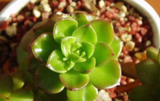 爱养花，先从这4个方面出发，防范盆栽日常患上病虫害吧