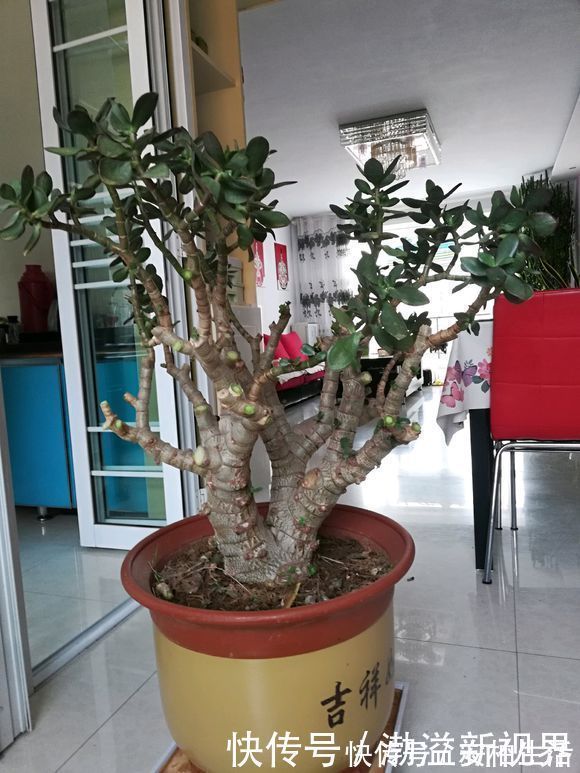 浇水|玉树这么养,轻松变“老桩”,价格翻倍,玉树临风,花开不败