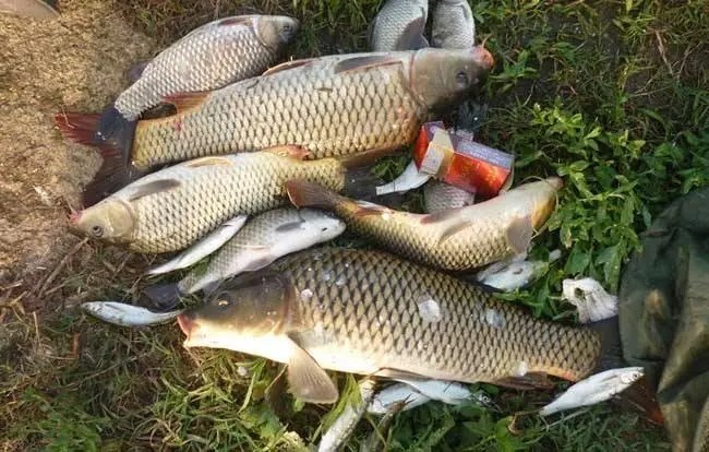 鲤鱼这钓法,我用了30年,每次渔获几十斤!