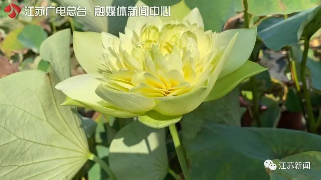 石城菊黄|这朵荷花拿下国际竞赛冠军