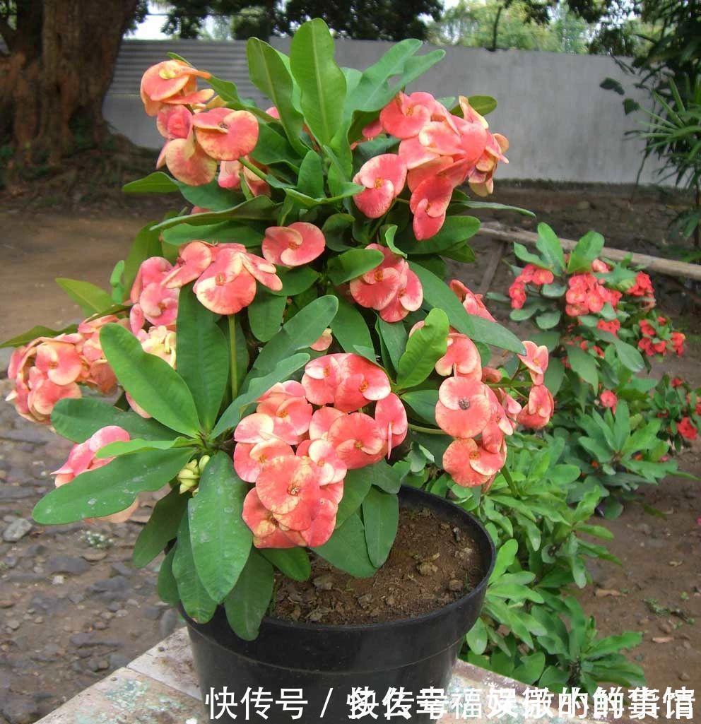 3种“养不死”的花，适合新手，不只是好养，关键很漂亮