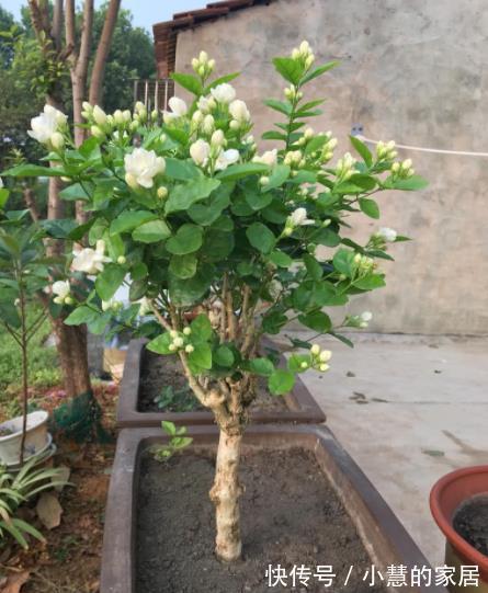茉莉花|9月养茉莉花，花盆里掺一点“它”，枝繁叶茂，开花又大又香