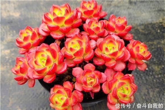 比“玫瑰”还漂亮，养成老桩就是一束手捧花，难怪有人养了几十盆！