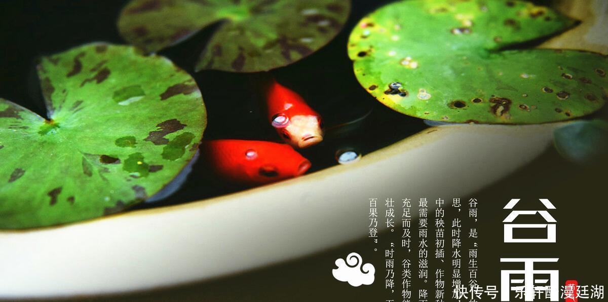 明日谷雨,记得吃3黄2绿1紫,少食1味,顺应时节,家人都健康