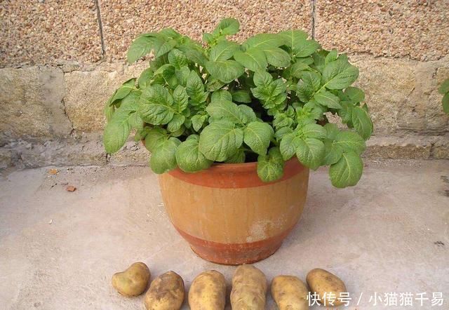 土豆|生姜、土豆吃不完,就扔“花盆里”,长成漂亮盆栽,结出丰硕果实