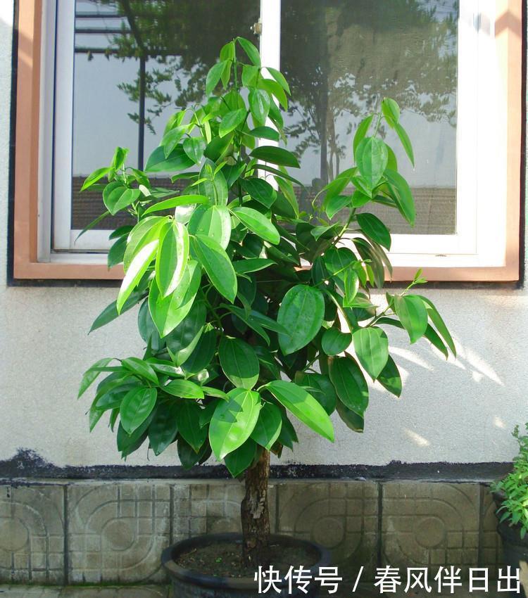 植株|聪明人客厅养花,首选“6种”盆栽,好养好看,家人身体越来越好