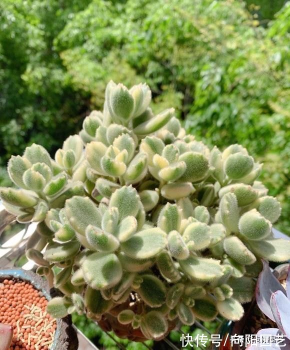 “养肉先养根”，提高温度，湿度，发根快，根系越多越好养