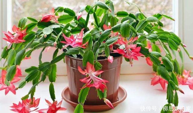 甜水|蟹爪兰来点“甜水”,不烂根不黄叶,枝枝开花红满盆!