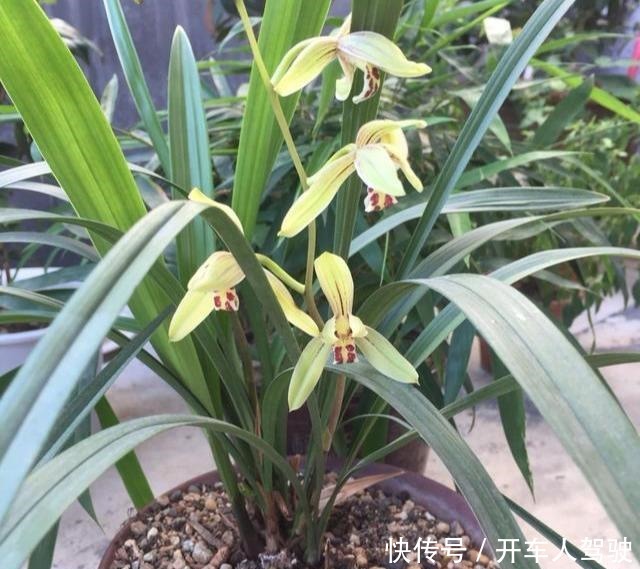 养兰花，用点“万能肥”，叶子油绿挺拔如箭，嗖嗖冒花箭！