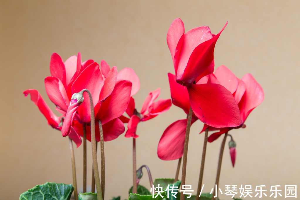 养花就养3种“神仙”花,名字好听好养活,花量大开花美,太好看
