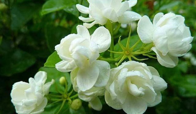养茉莉“小窍门”,秒变开花机器,四季开花不断,次次开花都爆盆