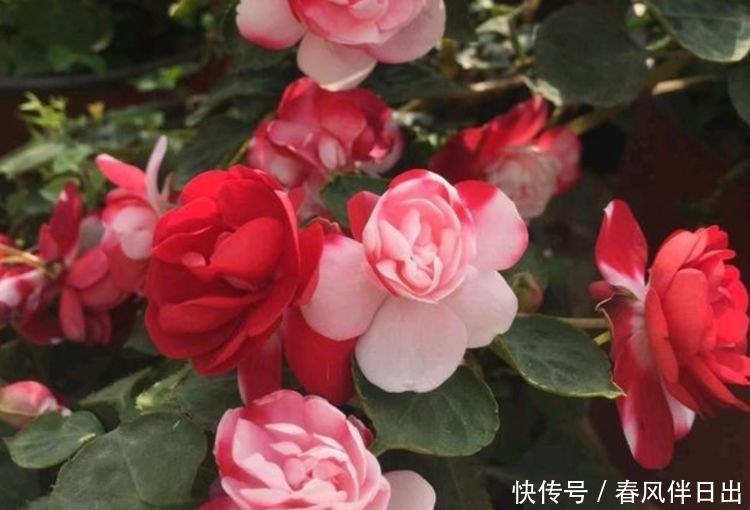 4种花超漂亮,个个美出状态,迷人的花朵,开满整个花盆